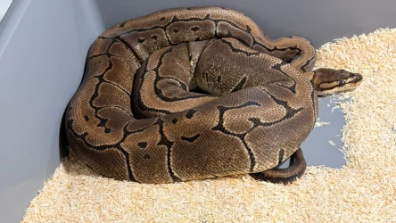 W jednym z mieszkań w Krakowie ujawniono 148 pytonów