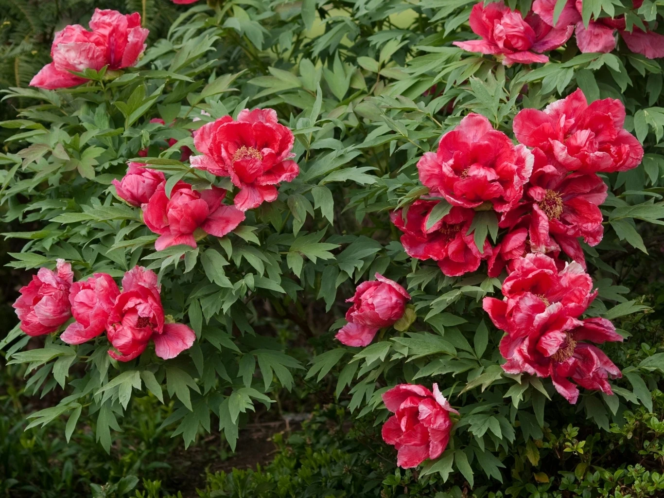 Obficie kwitnące krzewy z dużymi, intensywnie różowymi kwiatami o licznych płatkach i soczyście zielonych liściach, tworzące efektowną, kolorową kompozycję w ogrodzie.