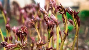 Wzrastające piwonie wymagają delikatnego traktowania