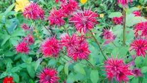 Zbieram i parzę jak herbatę. Działa lepiej, niż melisa 