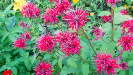 Pysznogłówka - ozdobna roślina o zdrowotnych właściwościach