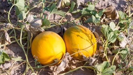 Melony to pyszne, soczyste wody, które w blisko 90% składają się z wody. Zajadamy się nimi latem, a wiosną możemy rozpocząć ich uprawę. Sprawdź, jak uprawiać melony z nasion.