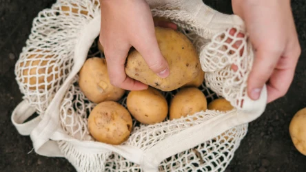 Wróżyć można nie tylko z fusów czy linii na dłoniach. Dawniej popularna była kwietniowa wróżba z ziemniaka. Sprawdź, co przyniesie ci przyszłość.