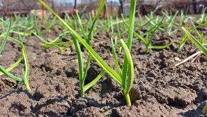 Rozcieńcz i podlewaj czosnek. Liście będą zielone, główki duże jak pięść