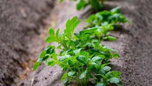 Najlepsza odmiana ziemniaka. Posadź raz, a poczujesz różnicę przy obiedzie