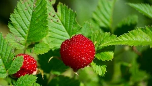 Niezwykły krzew, który ozdobi ogród i nakarmi rodzinę. Owoce są gigantyczne