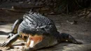 Krokodyle różańcowe występują w okolicach Brisbane, zarówno w wodzie słodkiej, jak i słonej