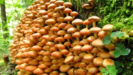 Grzyby nameko powszechnie rosną w Japonii