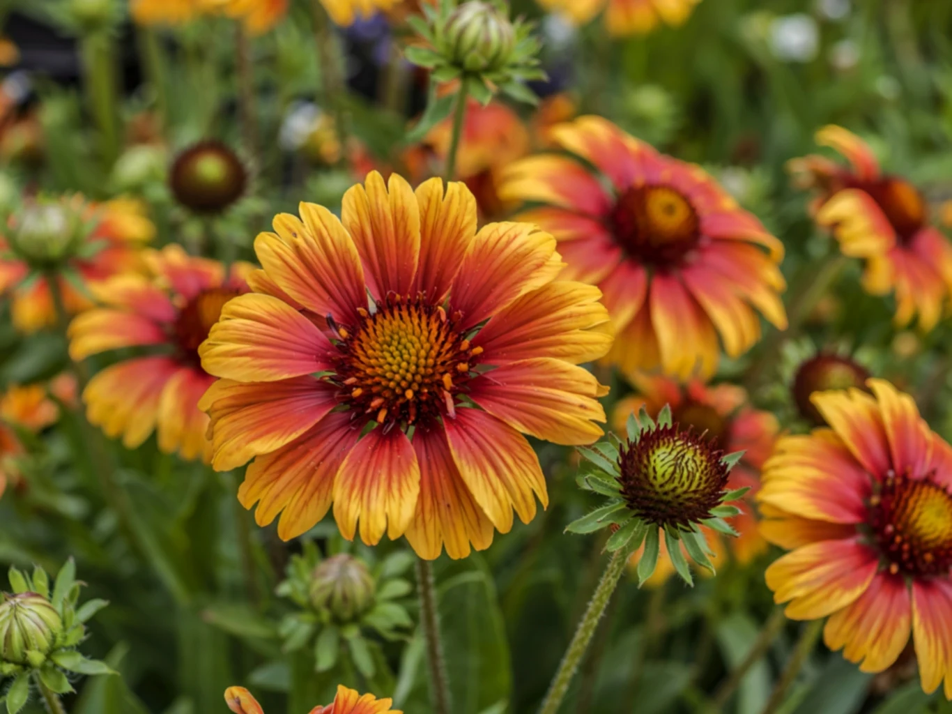 Duży, rozkwitający kwiat o płatkach w odcieniach żółci i czerwieni na tle licznych pąków oraz innych podobnych kwiatów w pełnym rozkwicie.