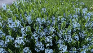 Najlepsze rośliny do pełnego słońca. Raz posadzisz, kwitną przez wiele lat