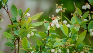 Popularny nawóz szkodzi borówce. Wystarczy jedno zastosowanie i po krzewie