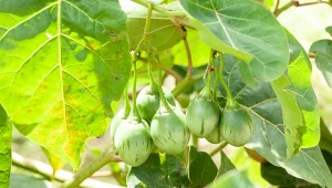 Ten egzotyczny owoc możesz mieć z własnej uprawy. Zaczyna się od nasion