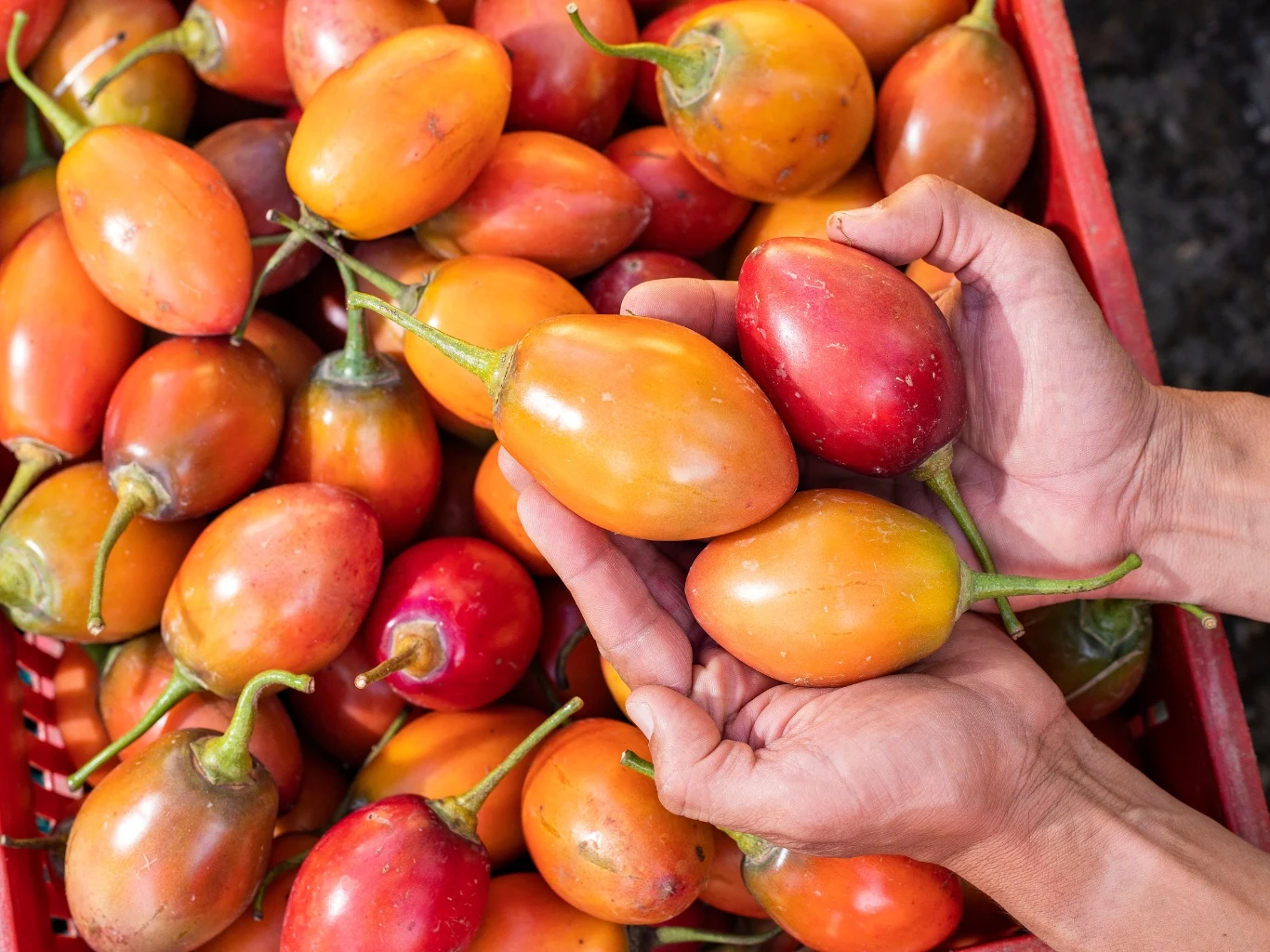 Dłonie trzymają trzy dojrzałe, owalne owoce tamarillo o czerwono-pomarańczowej skórce, w tle znajduje się pełna skrzynka podobnych owoców.