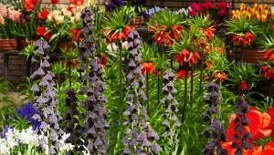 Mało znana roślina ozdobna. Szachownica perska zachwyca kwiatami