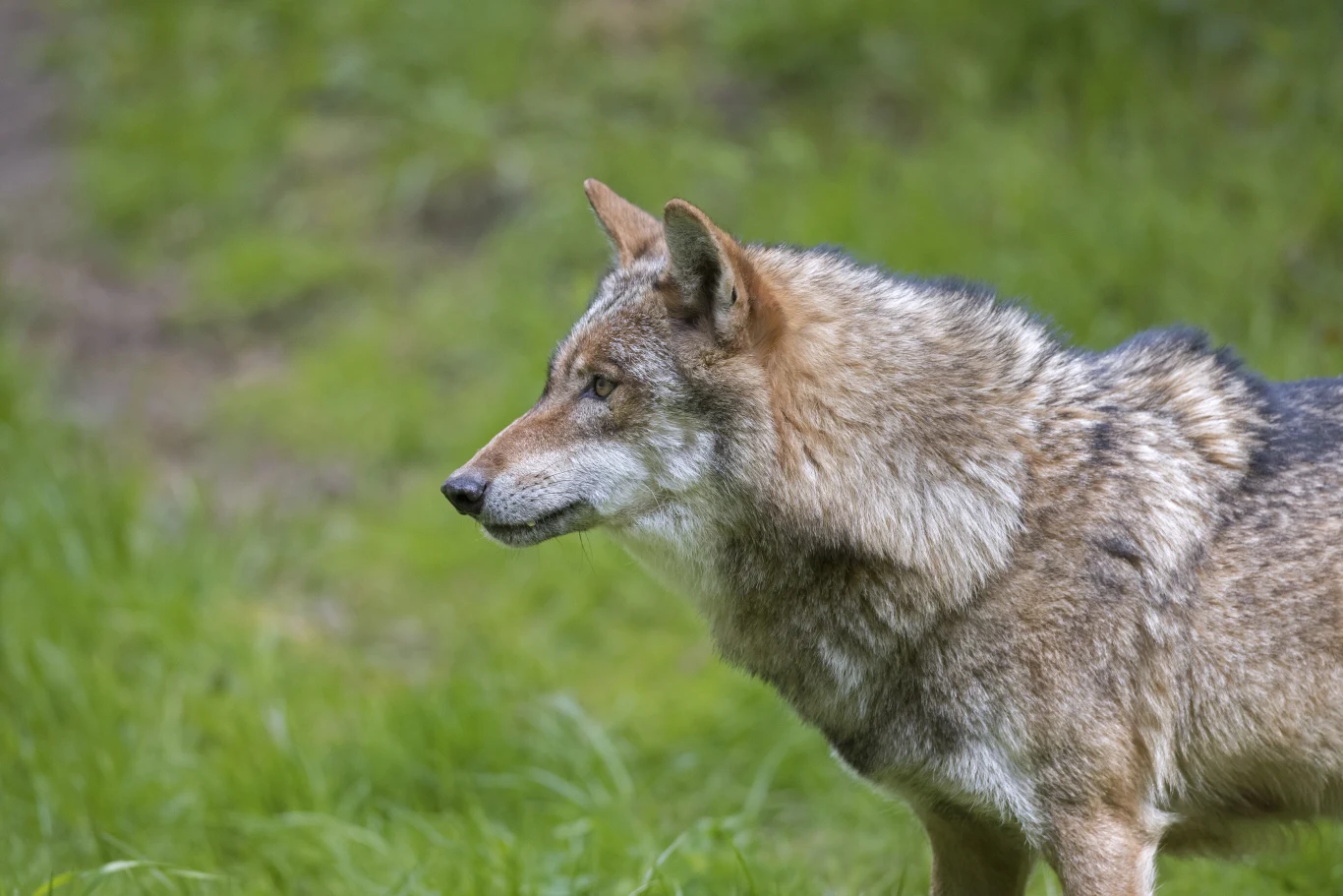 W Korei Południowej trwała wielka akcja poszukiwawcza. Z zoo uciekł wilk Wilk o szarej sierści stoi bokiem na trawie w Korei Południowej podczas akcji poszukiwawczej
