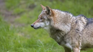 W Korei Południowej trwała wielka akcja poszukiwawcza. Z zoo uciekł wilk