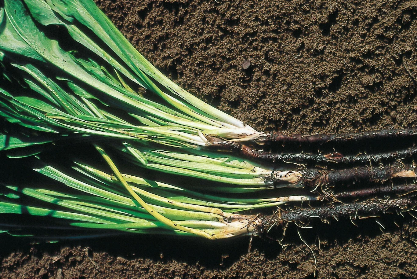 Zielone liście o lancetowatym kształcie wyrastające z długich, czarnych korzeni leżących na brązowej, wilgotnej ziemi; rośliny ściśle ułożone obok siebie.