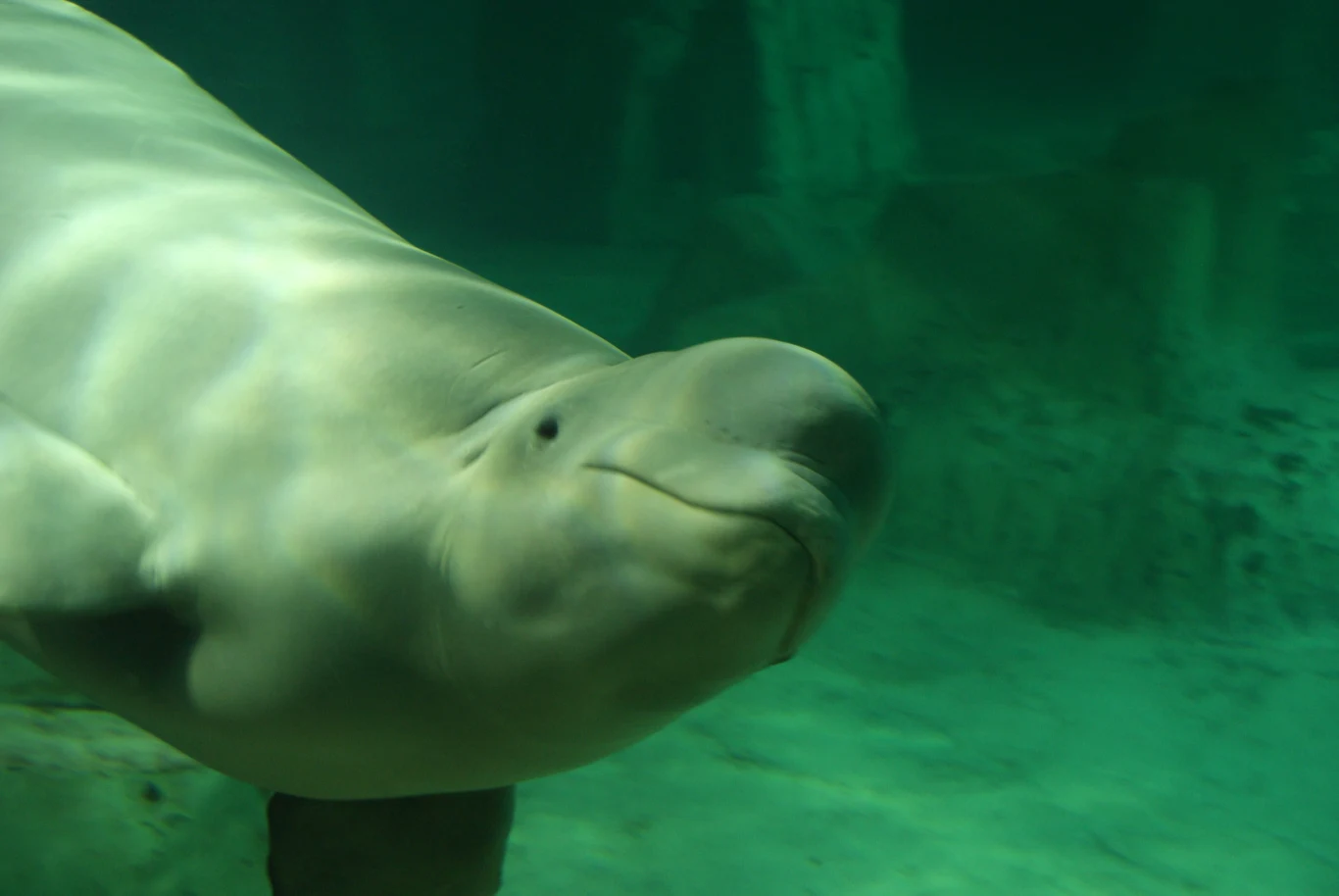 biała beluga pływająca w przezroczystej zielonkawej wodzie, dobrze widoczna głowa i górna część ciała ssaka morskiego