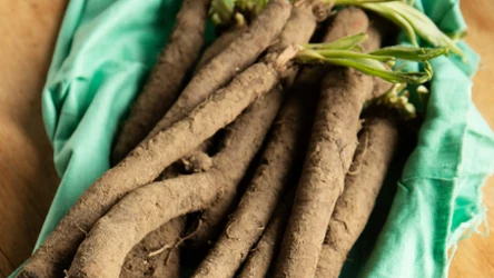 Zapomniane warzywo o intrygującej nazwie. Dlaczego warto po nie sięgnąć?