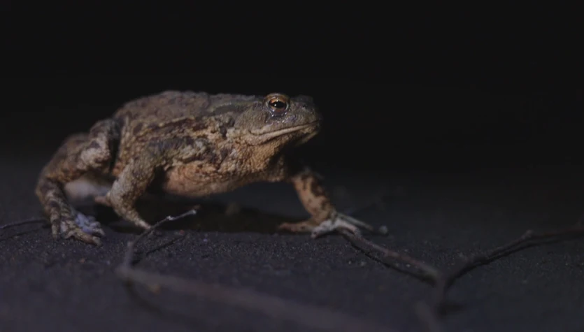 Zaskakujące badania Polaków. Ropuchom zakładają mikroskopijne chipy