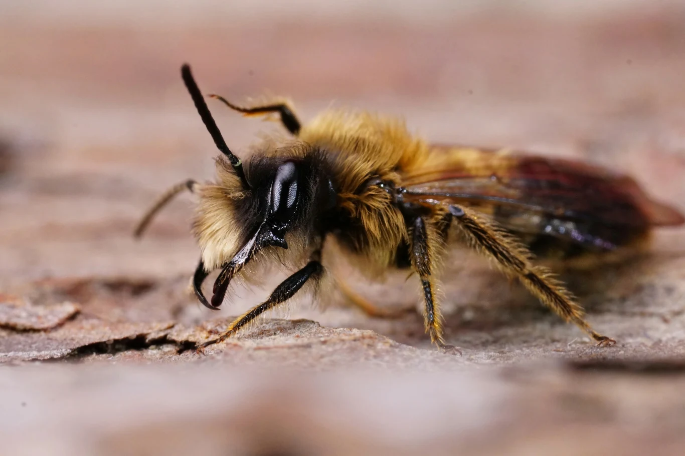 Pszczolinka z gatunku Andrena apicata - pokrewnego z tym, który stworzył ogromne skupisko na cmentarzu makrofotografia pszczoły o gęstym, żółto-brązowym owłosieniu, z wyraźnymi czułkami oraz błyszczącymi oczami, spacerującej po chropowatej powierzchni