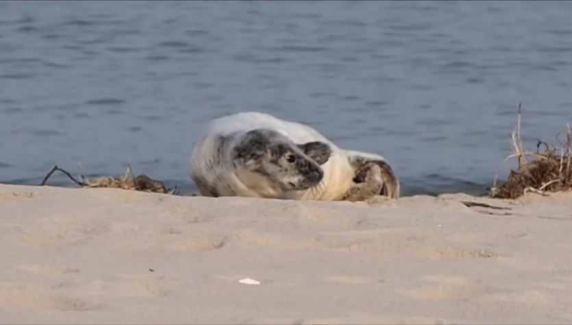 Wielka mobilizacja nad Bałtykiem. Małe foki wymagają pomocy