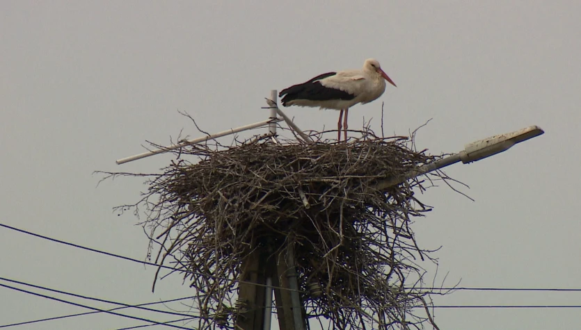 Bocian Edward niszczył słup energetyczny. Zbudowali mu specjalne gniazdo
