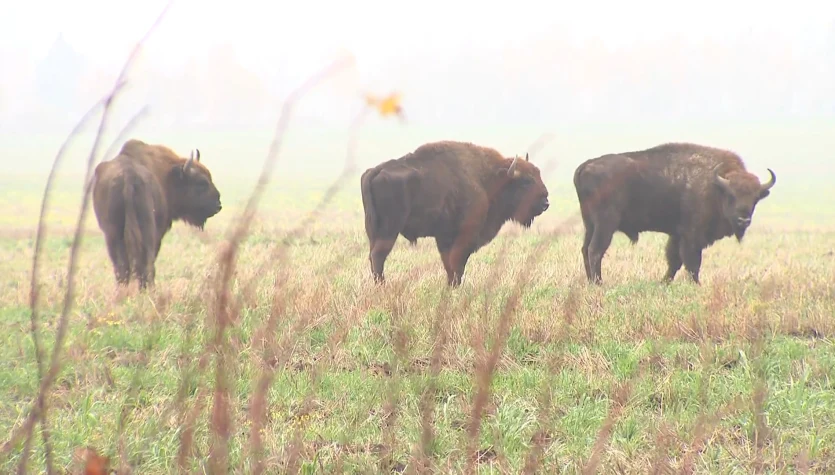 Czy żubrów w Polsce jest za dużo? Płoszone umierają z głodu
