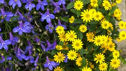 Kwiaty idealne na południowy balkon. Dlaczego sanwitalia rozesłana to dobry wybór?