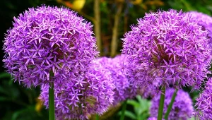 Kwiaty czosnku ozdobnego wyglądają niczym fioletowe fajerwerki. 