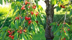Łyżka na wiadro wody. Czereśnia da ogrom owoców bez robaków 