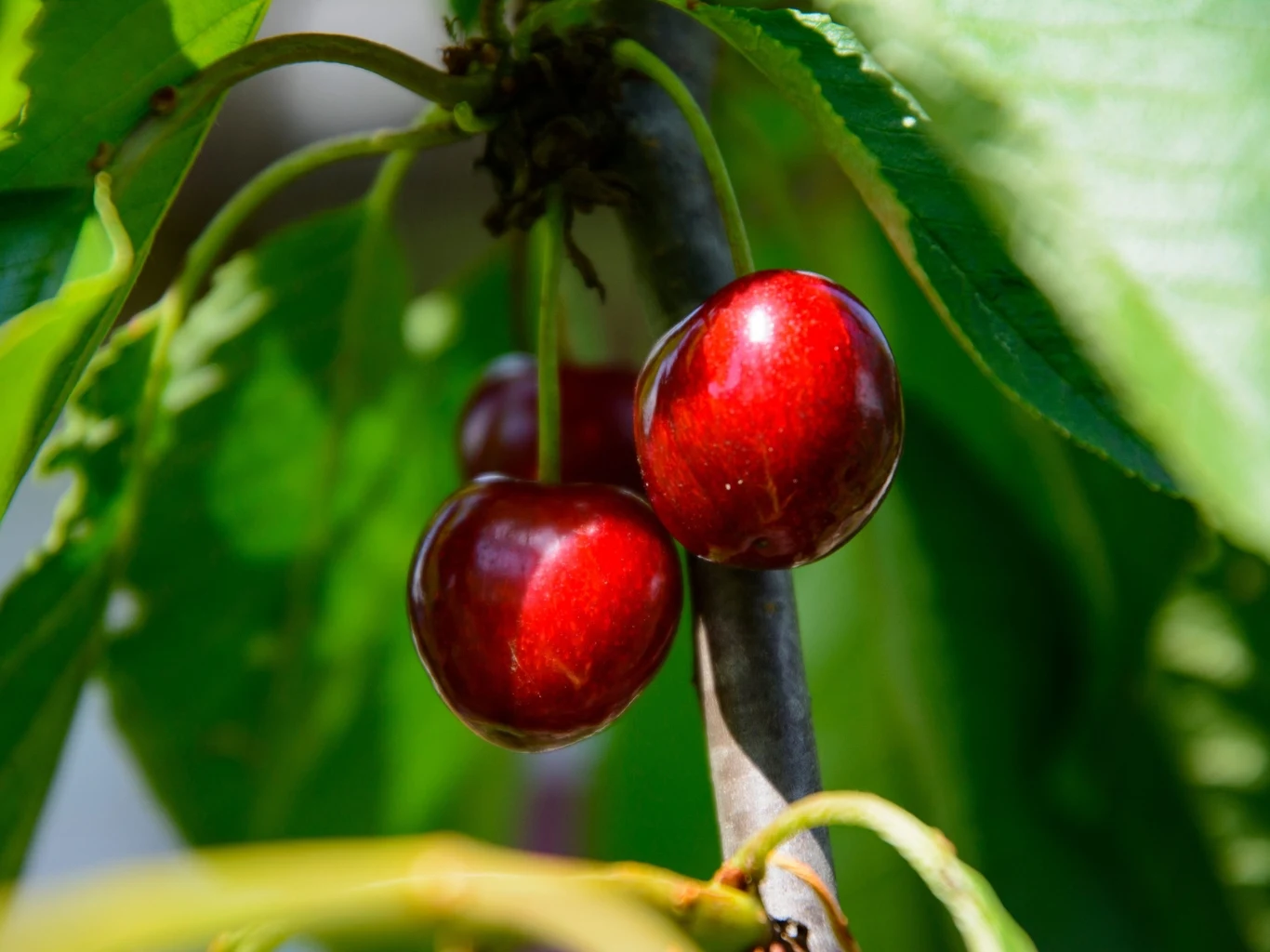 Dwie dojrzałe, czerwone czereśnie wiszące na gałązce wśród zielonych liści.