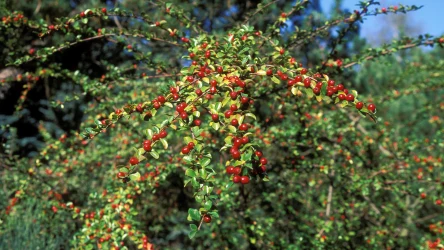 Irga to piękny krzew, który w ogrodzie znajduje szerokie zastosowanie. Sprawdź, jak i kiedy sadzić irgę oraz jakie jej odmiany wybrać.