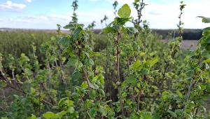 Zamiast do kosza, syp pod porzeczki. Grona oblepią się owocami