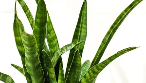 Zacznij podlewać tym sansewierię. Wystrzeli liśćmi jak z procy