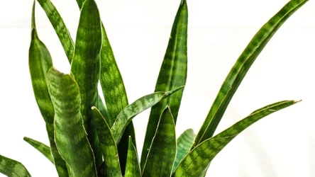 Z naszą domową odżywką sansewieria zacznie wypuszczać nowe liście. 