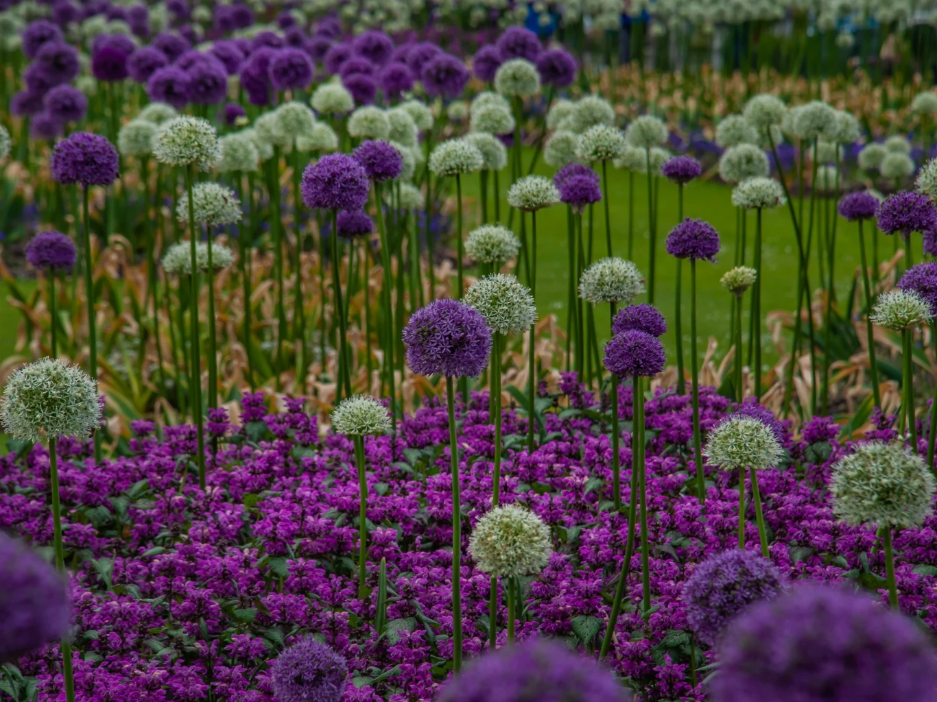 Kolorowe pole ozdobnych czosnków o kulistych, fioletowych i jasnozielonych kwiatostanach wyrastających ponad gęste, fioletowe kobierce niskich roślin na tle zielonej trawy.
