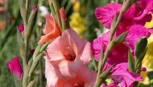 Jak sadzić mieczyki, aby nie przewracały się pod wpływem wiatru?