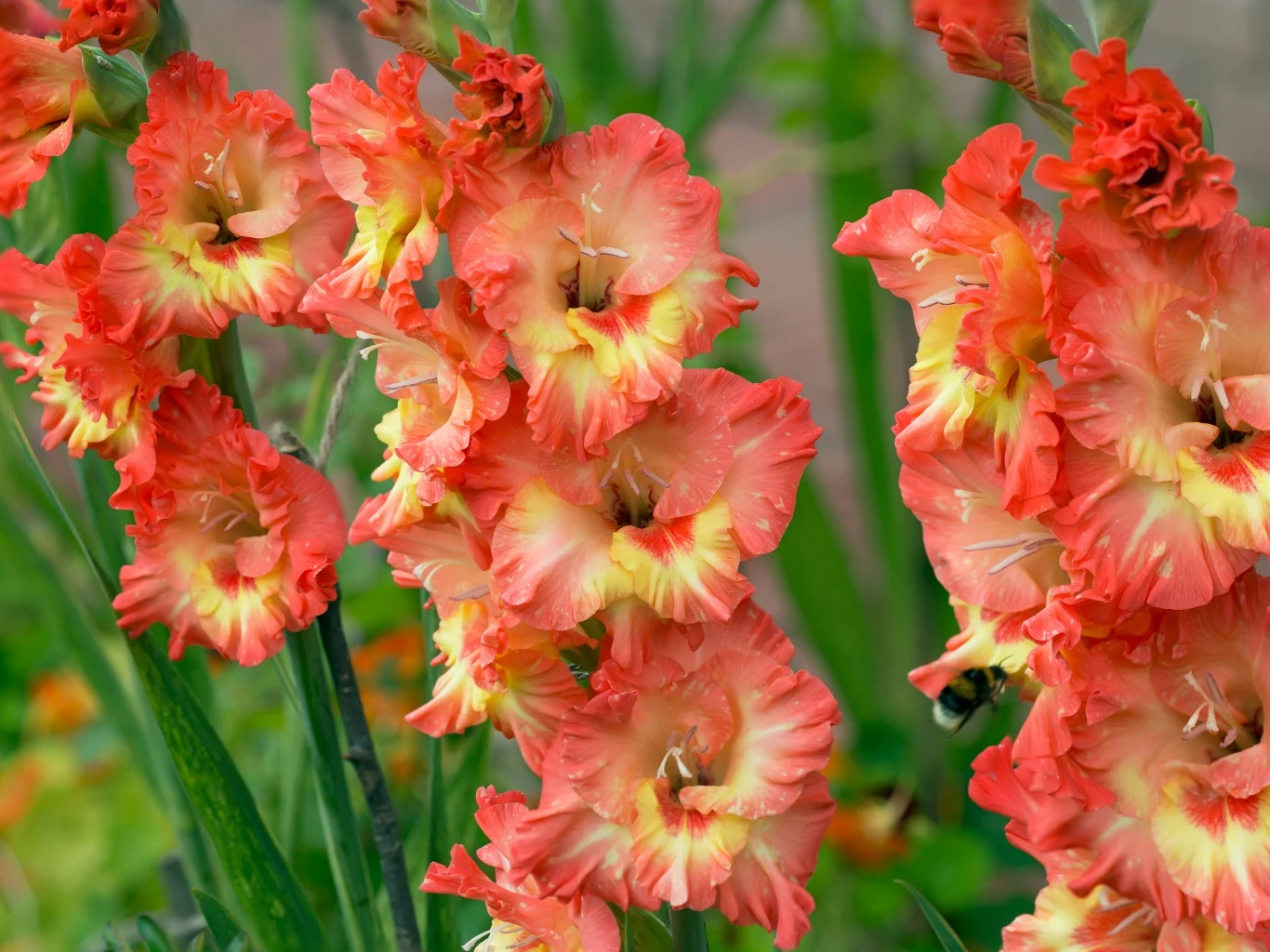 kwiaty mieczyków o intensywnie pomarańczowych płatkach z żółtymi środkami, rosnące gęsto na zielonych łodygach