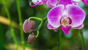 Krótka kąpiel i storczyk znów będzie piękny. Wypuści pąk za pąkiem