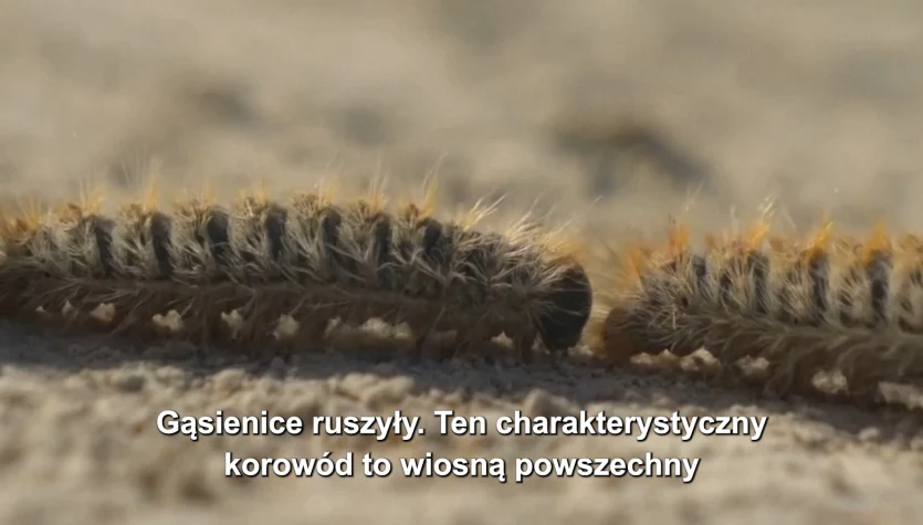 Na tropie gąsienic, które mogą wywoływać poważne reakcje alergiczne u ludzi i psów
