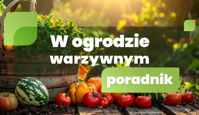 W ogrodzie warzywnym