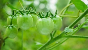 Pomidory w szklarni bez chorób? Sprawdzone odmiany i praktyczne wskazówki