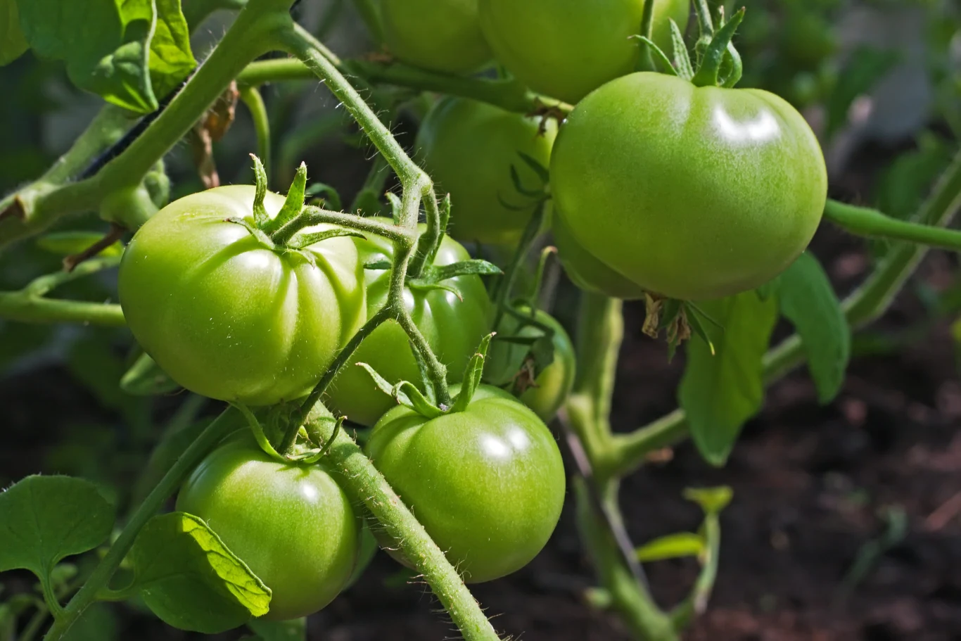 Kilka dużych, zielonych pomidorów rosnących na gałęziach rośliny, otoczonych zielonymi liśćmi, w naturalnym oświetleniu ogrodu.
