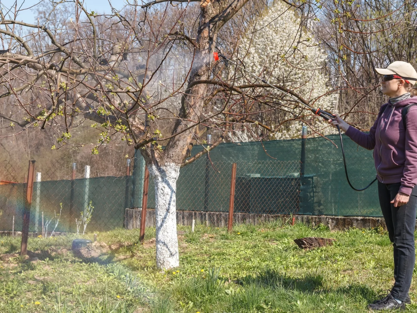 osoba w fioletowej bluzie i czapce natryskuje drzewo owocowe substancją ochronną przy użyciu opryskiwacza, wokół widać zieloną trawę i kwitnące drzewa w tle