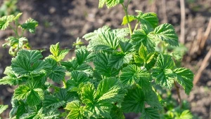 Zbierz na spacerze i wrzuć pod maliny. Zaowocują podwójnie 