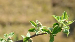 Spójrz na pąki jabłoni. Przegapisz krótki moment, parch zniszczy zbiory