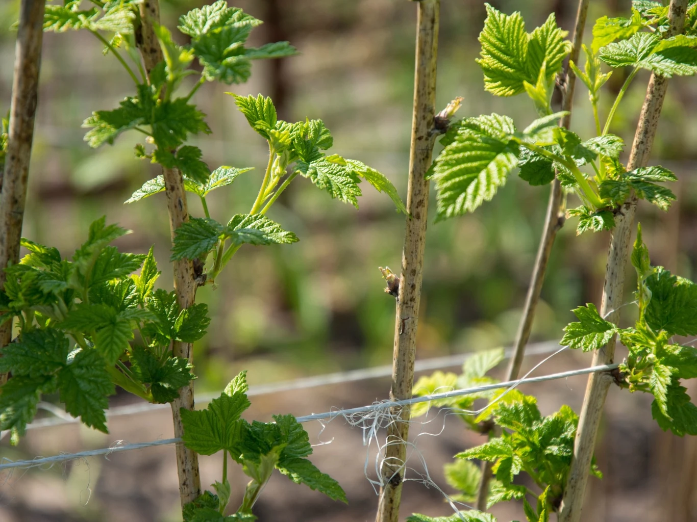 zielone pędy malin wspierające się na sznurku rozciągniętym między drewnianymi podporami, z wyraźnie widocznymi świeżymi liśćmi