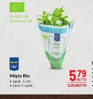 Mięta Metro Chef