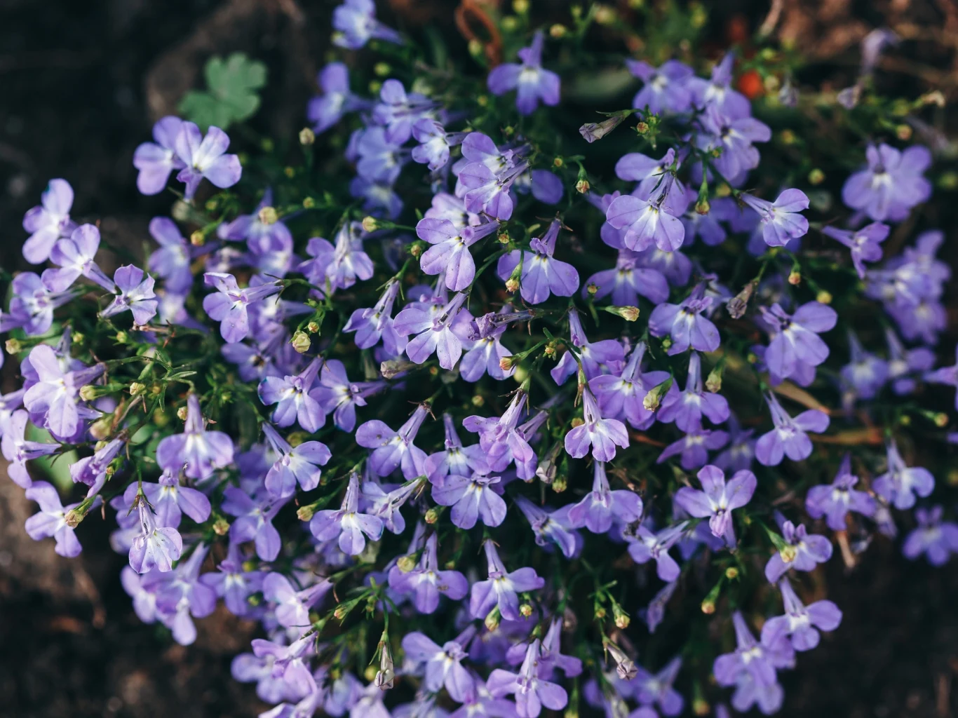 kępka drobnych fioletowych kwiatów o delikatnych płatkach, rosnąca na tle ziemi